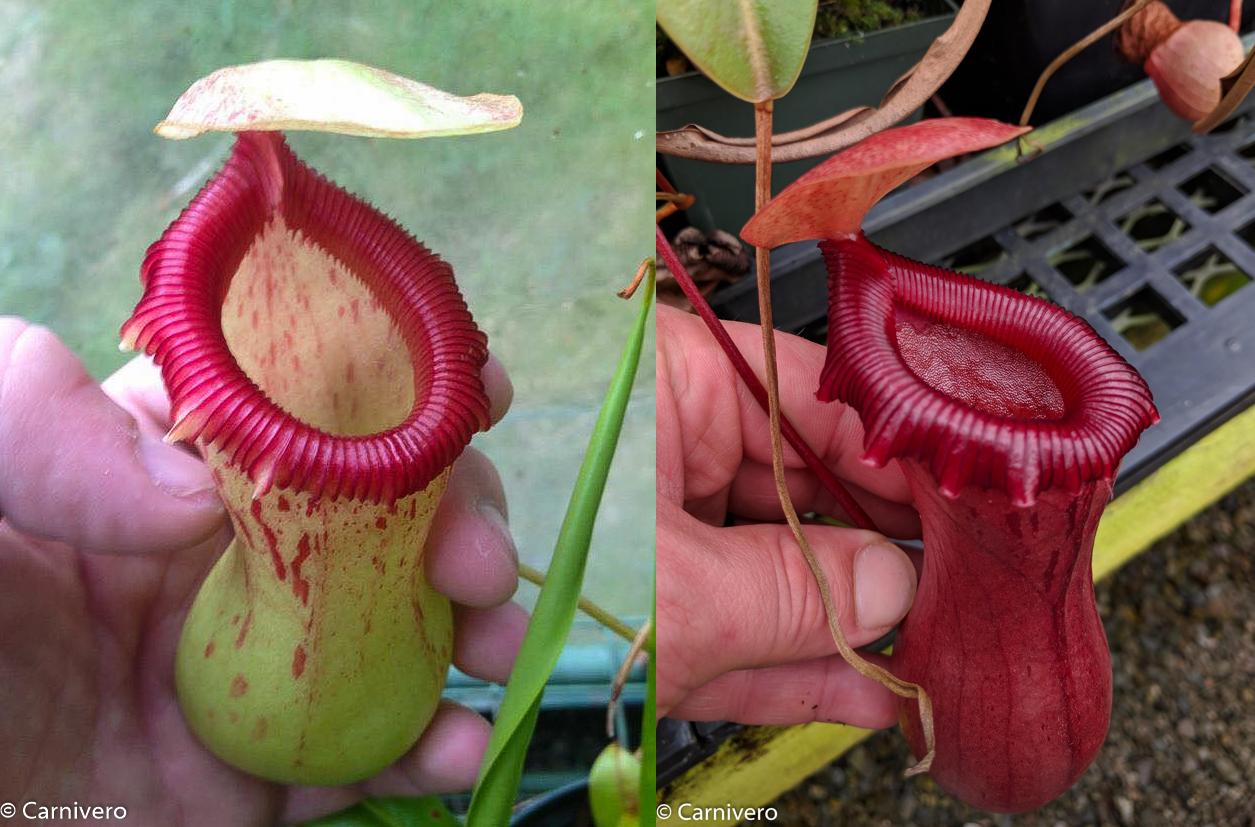 Nepenthes ventricosa (Denver x (k)), CAR-0027