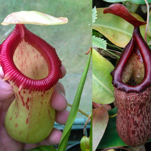 Two Nepenthes ventricosa Denver x ventricosa x rigidifolia pitchers side by side, one pale with red rim and the other dark maroon with speckled body.