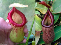 Nepenthes ventricosa "Denver" x (ventricosa x rigidifolia), CAR-0079