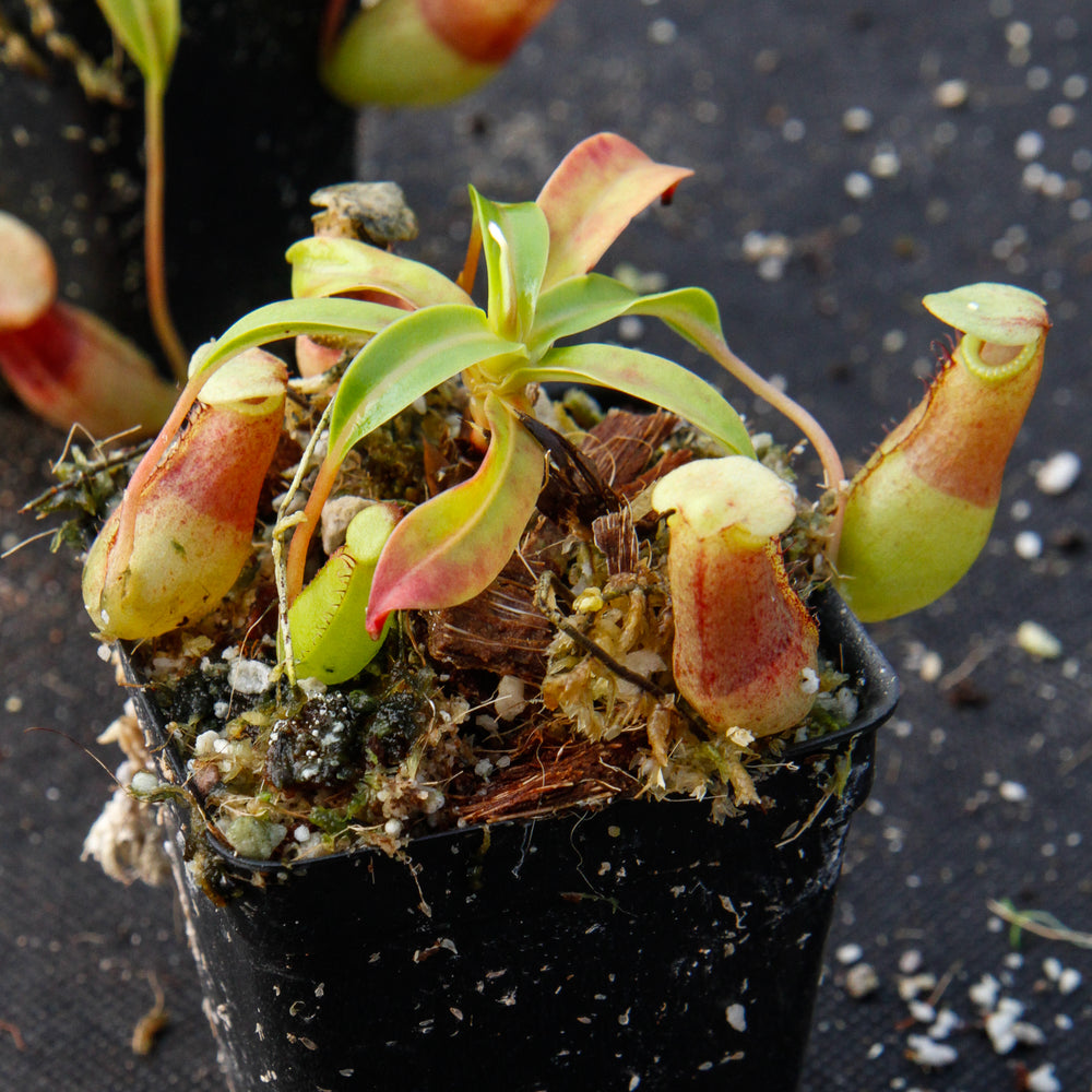 
                      
                        Nepenthes ventricosa Madja -as, BE-3278, pitcher plant, carnivorous plant, collectors plant, large pitchers, rare plants 
                      
                    