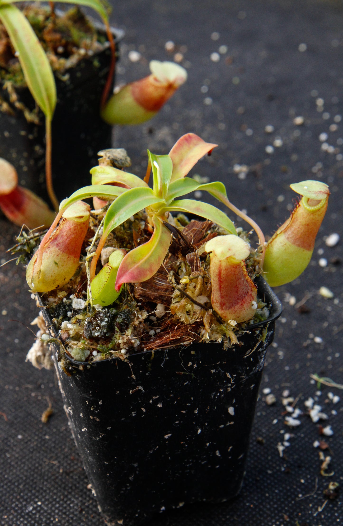 Nepenthes ventricosa Madja -as, BE-3278, pitcher plant, carnivorous plant, collectors plant, large pitchers, rare plants 