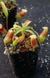 Nepenthes ventricosa Madja-as, BE-3278