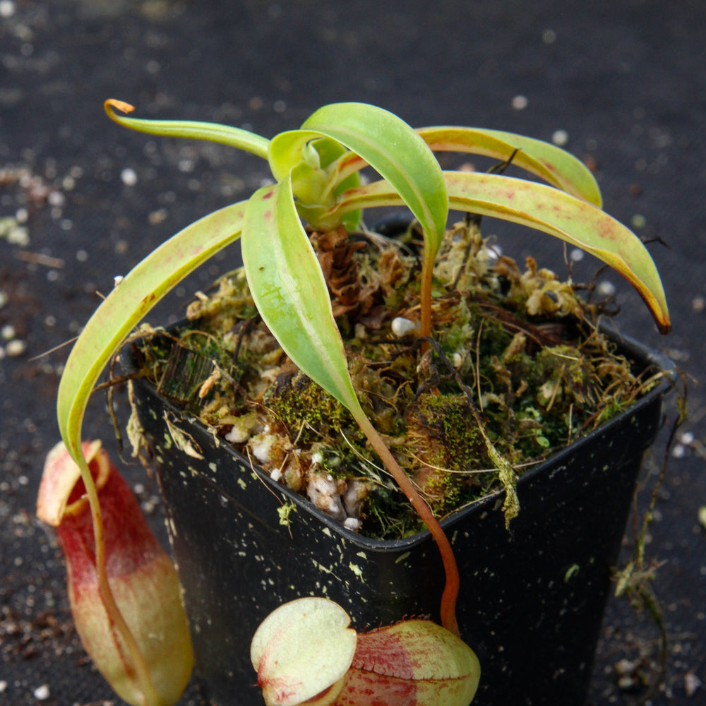 
                      
                        Nepenthes ventricosa Madja -as, BE-3278, pitcher plant, carnivorous plant, collectors plant, large pitchers, rare plants 
                      
                    
