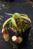 Nepenthes ventricosa Madja-as, BE-3278
