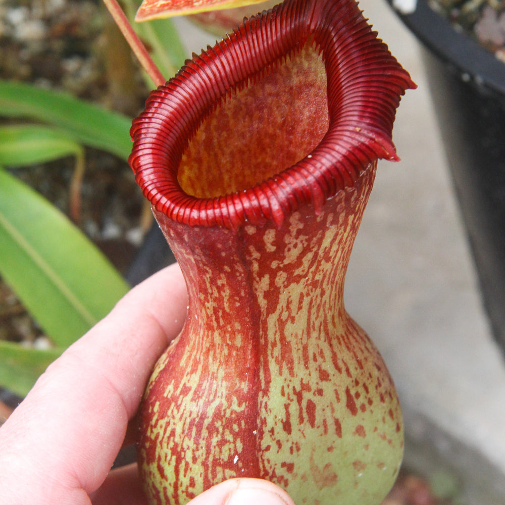 
                      
                        Nepenthes ventricosa Madja -as, BE-3278, pitcher plant, carnivorous plant, collectors plant, large pitchers, rare plants 
                      
                    
