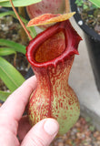 Nepenthes ventricosa Madja -as, BE-3278, pitcher plant, carnivorous plant, collectors plant, large pitchers, rare plants 