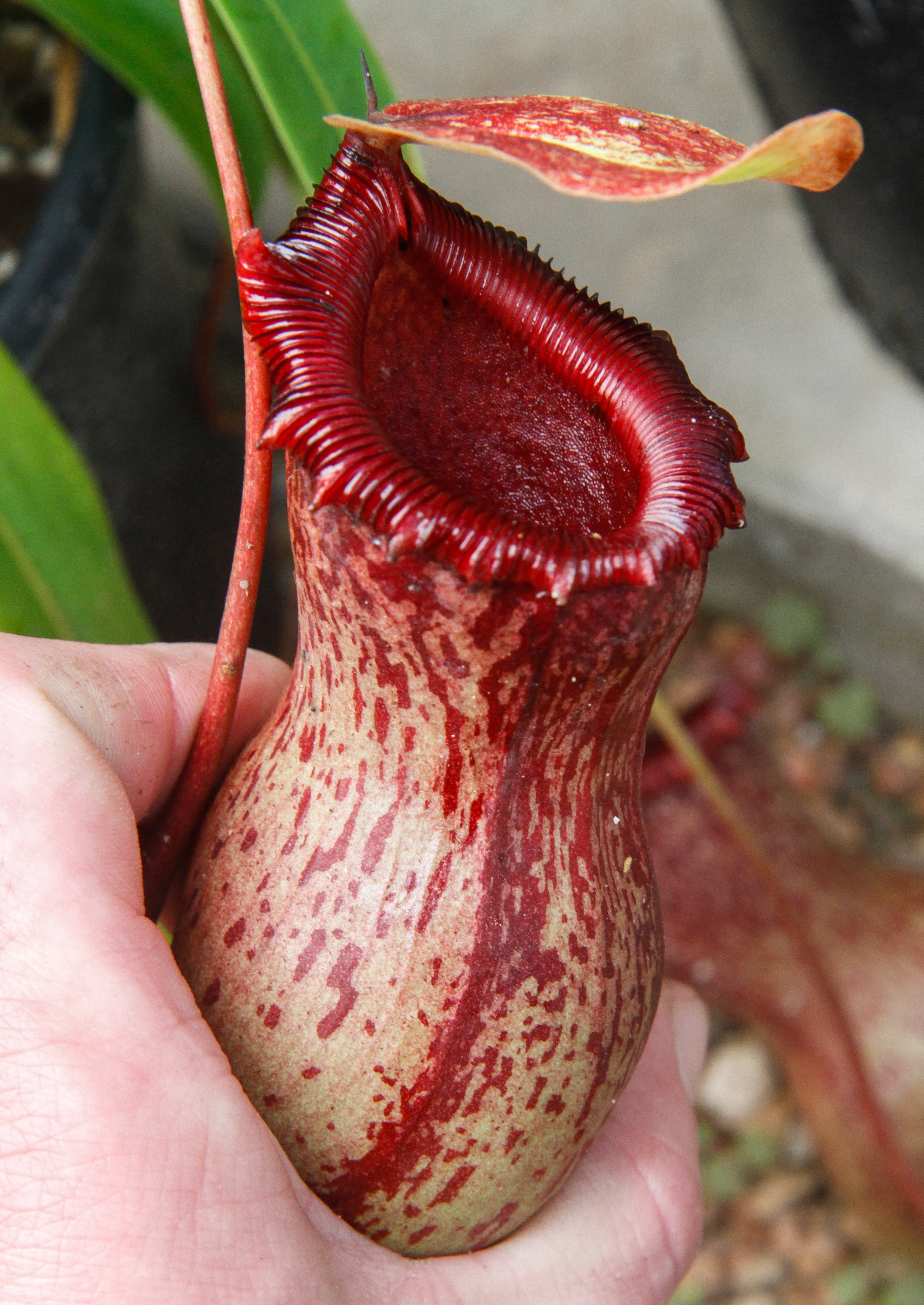 Nepenthes ventricosa Madja-as, BE-3278 – Carnivero