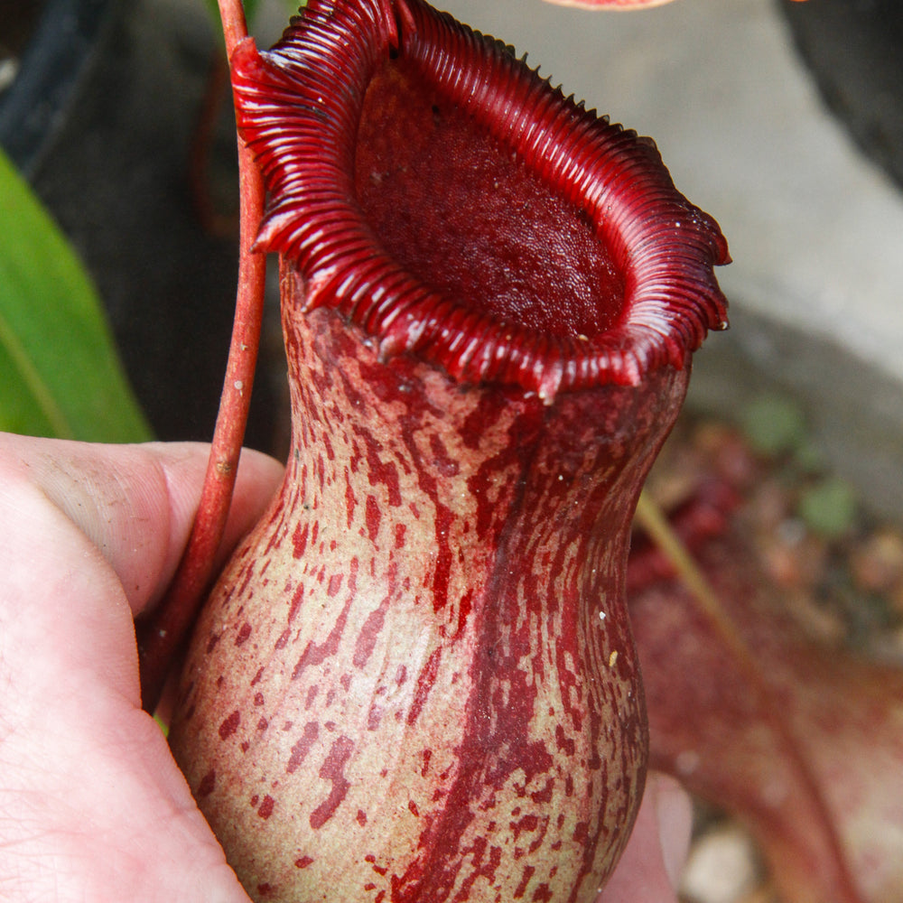 
                      
                        Nepenthes ventricosa Madja -as, BE-3278, pitcher plant, carnivorous plant, collectors plant, large pitchers, rare plants 
                      
                    