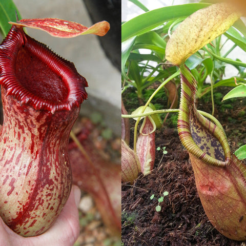 Nepenthes ventricosa Madja-as x singalana x rafflesiana shown as two pitchers in a pot a red speckled bulbous pitcher and a tall striped pitcher