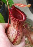 Nepenthes ventricosa Madja -as, BE-3278, pitcher plant, carnivorous plant, collectors plant, large pitchers, rare plants 