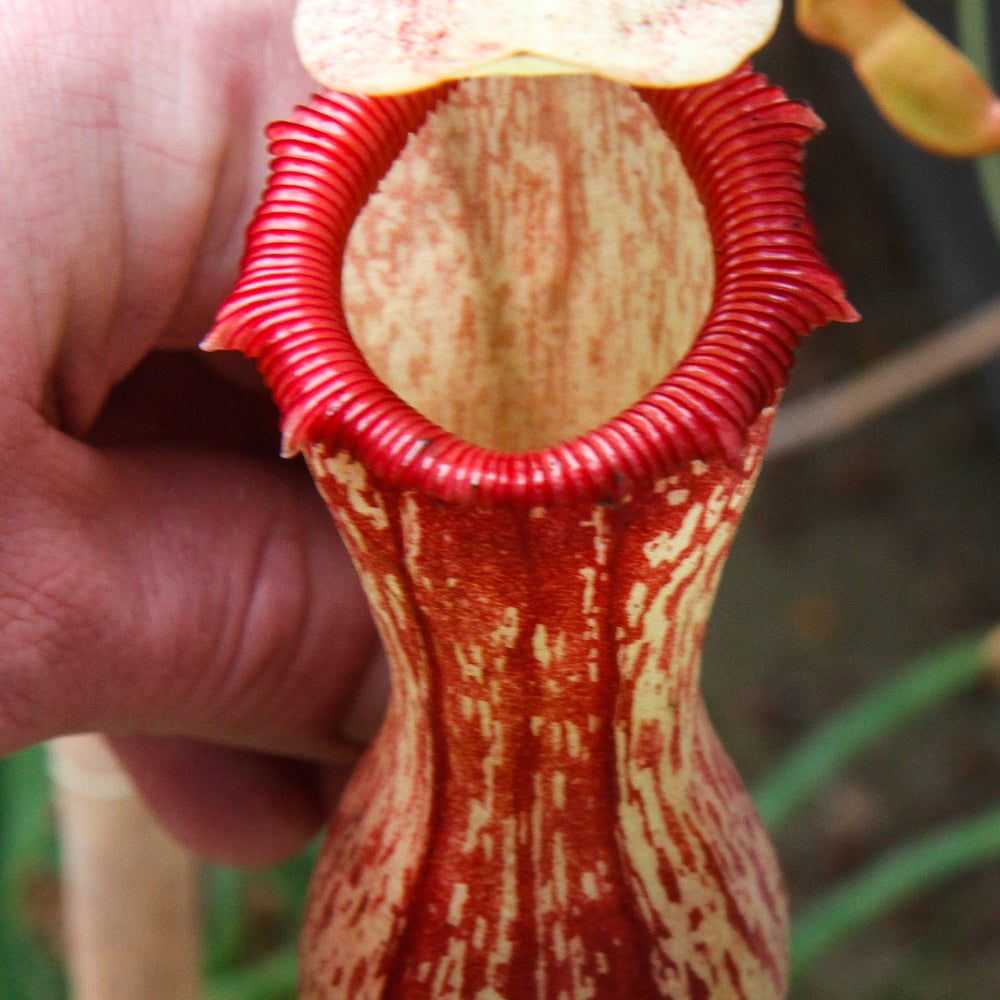 
                      
                        Nepenthes ventricosa Madja -as, BE-3278, pitcher plant, carnivorous plant, collectors plant, large pitchers, rare plants 
                      
                    