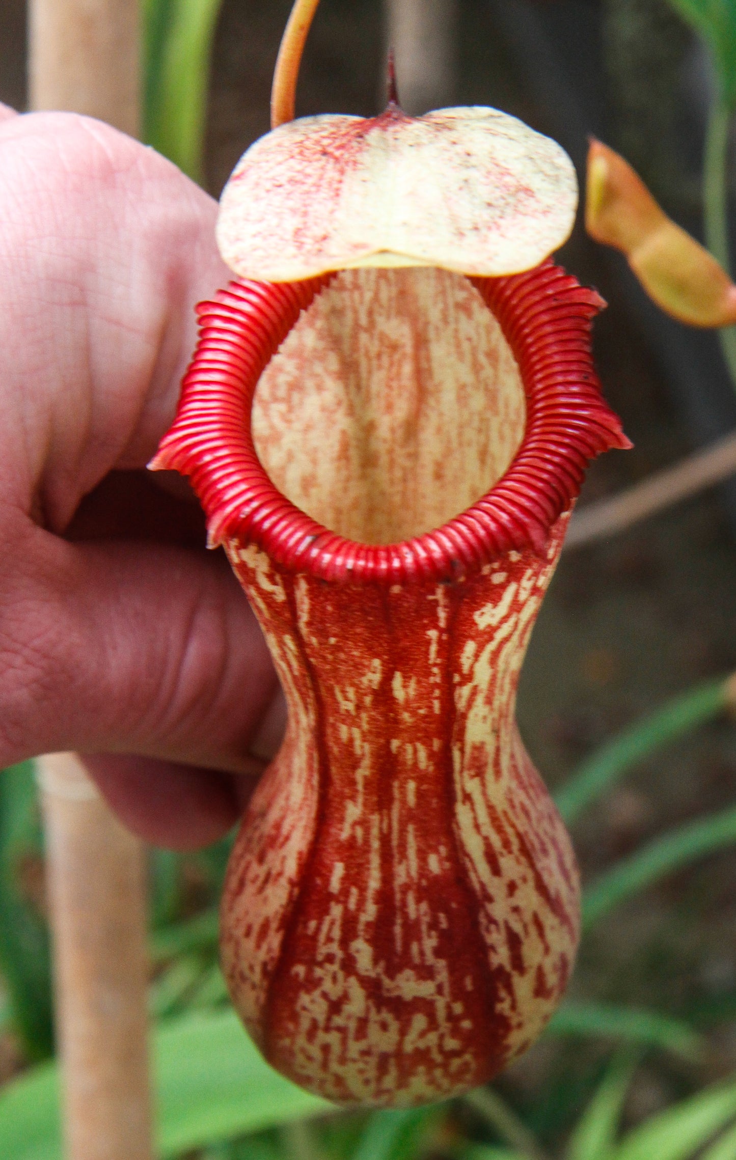 Nepenthes ventricosa Madja -as, BE-3278, pitcher plant, carnivorous plant, collectors plant, large pitchers, rare plants 