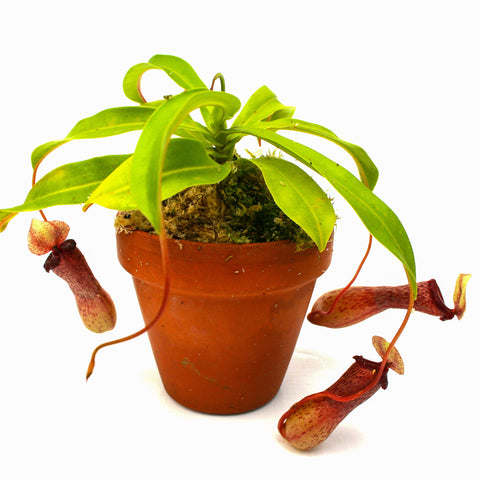 Nepenthes ventricosa CAR-0101 in a terracotta pot with bright green leaves and several hanging red-tinged pitchers against a white background.