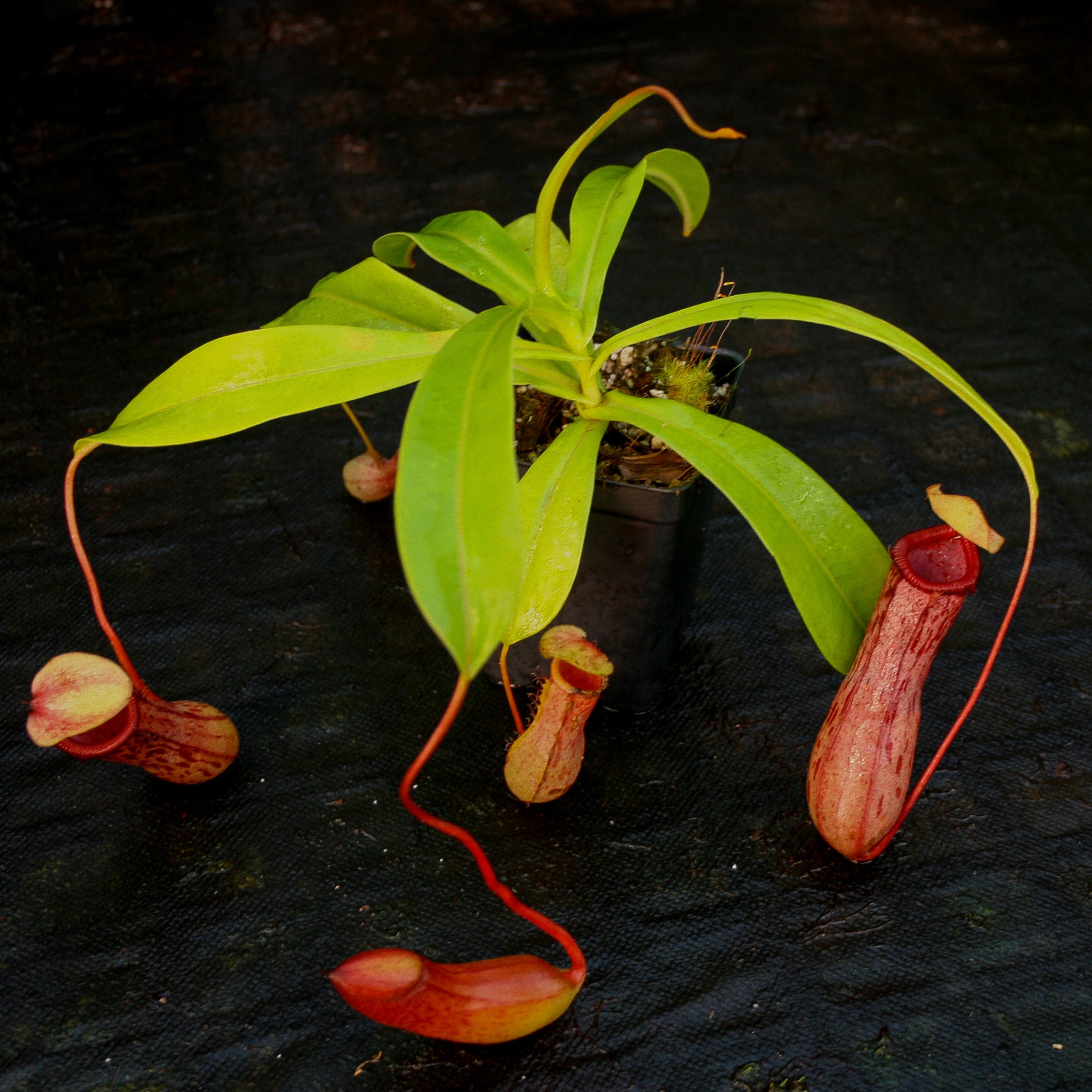 Nepenthes ventricosa [Madja-as x (BE x AG3)], CAR-0101 – Carnivero