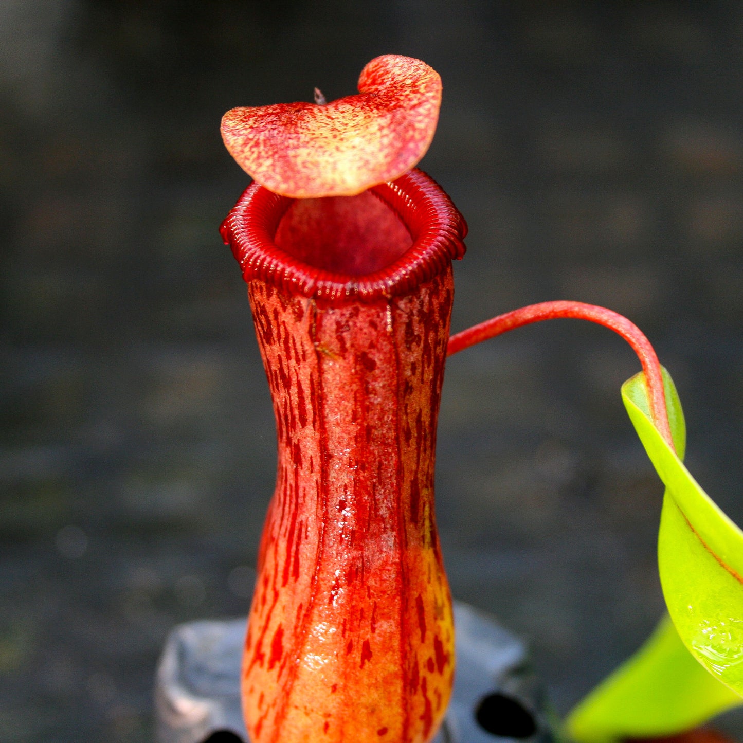 Nepenthes ventricosa [Madja-as x (BE x AG3)], CAR-0101, pitcher plant, carnivorous plant, collectors plant, large pitchers, rare plants