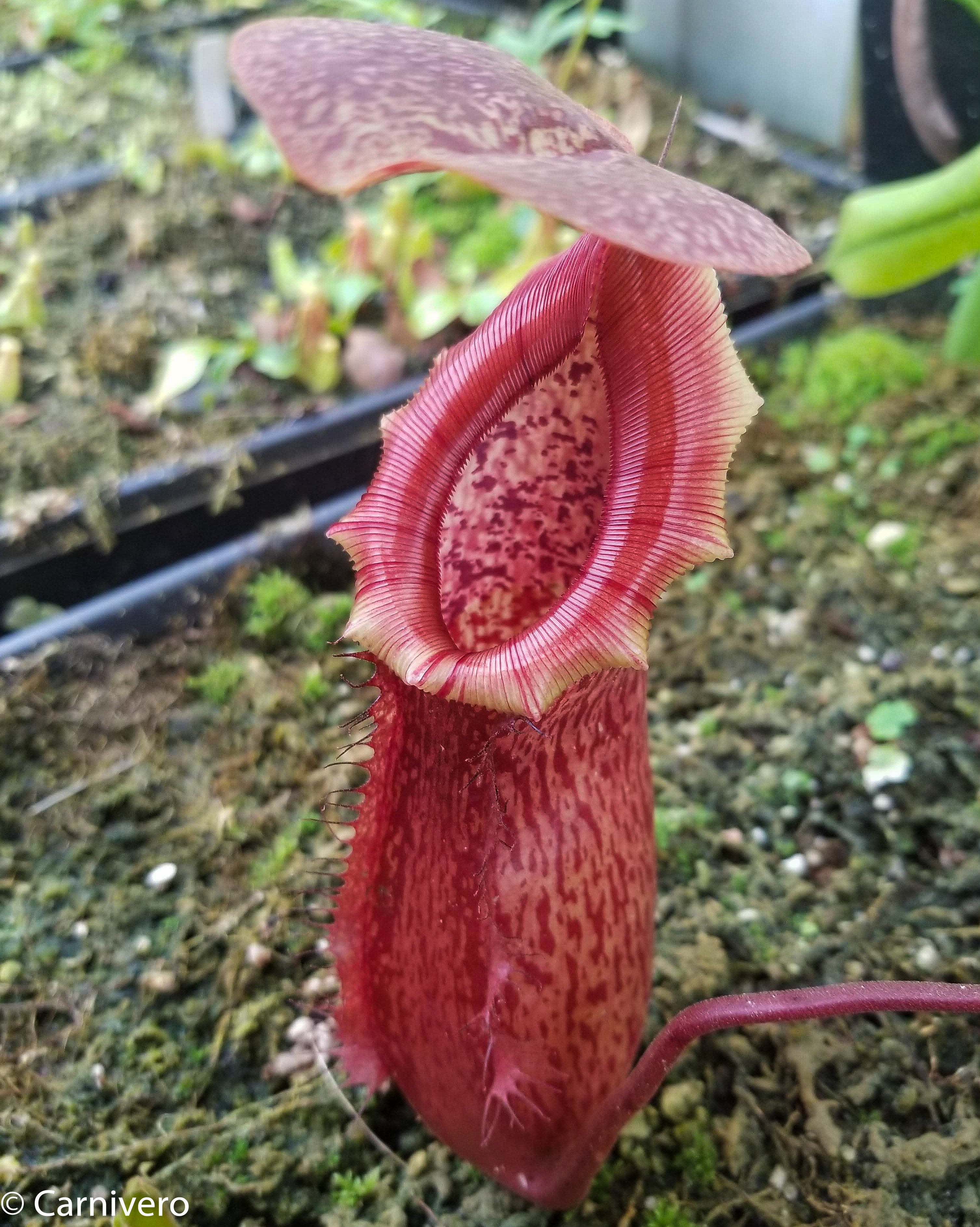 Nepenthes ventricosa Madja-as x [lowii x (northiana x veitchii