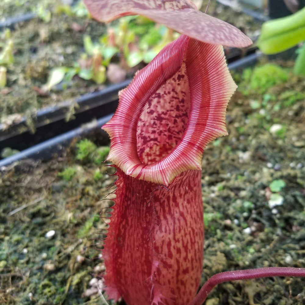 Nepenthes ventricosa Madja-as x [lowii x (northiana x veitchii)], CAR-0023