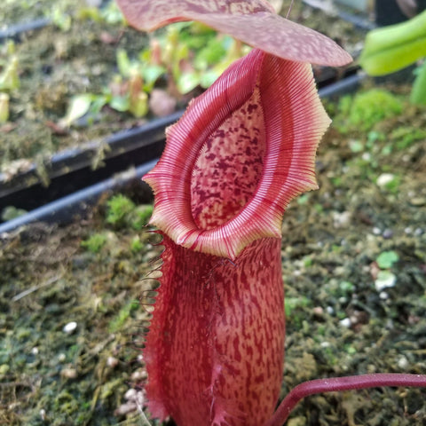 Tall Nepenthes ventricosa Madja-as x lowii x northiana veitchii hybrid with a bright red pitcher and large ribbed peristome.