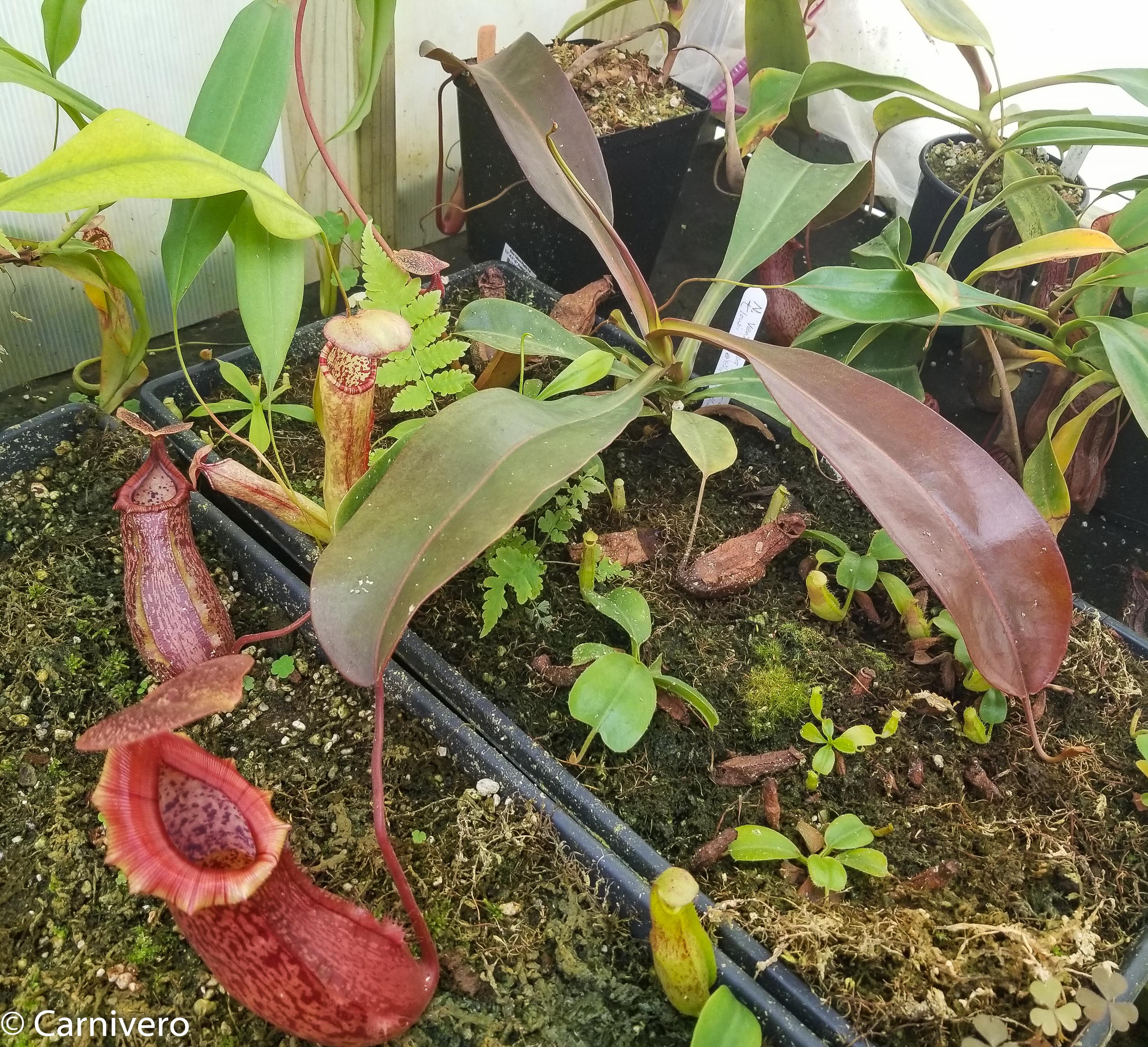Nepenthes ventricosa Madja-as x [lowii x (northiana x veitchii