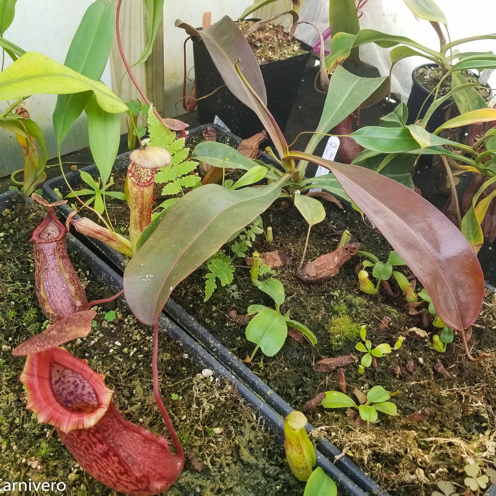 
                      
                        Nepenthes ventricosa Madja-as x [lowii x (northiana x veitchii)], CAR-0023
                      
                    