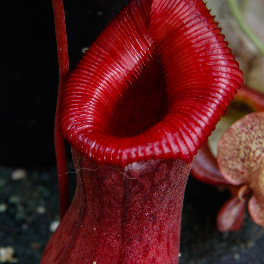 
                      
                        Nepenthes ventricosa Madja-as x [(ventricosa x sibuyanensis) x Trusmadiensis], CAR-0039
                      
                    