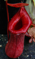 Nepenthes ventricosa Madja-as x [(ventricosa x sibuyanensis) x Trusmadiensis], CAR-0039