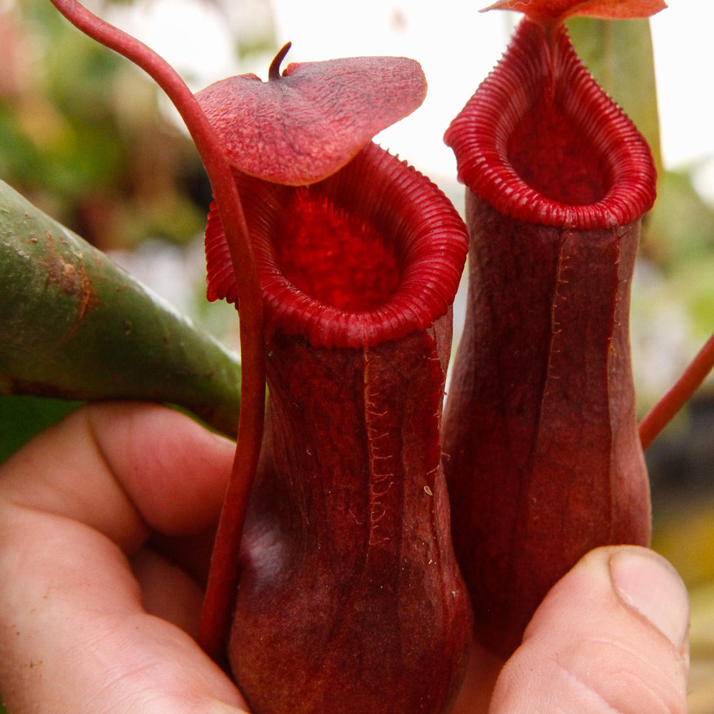 
                      
                        Nepenthes ventricosa Madja-as x [(ventricosa x sibuyanensis) x Trusmadiensis], CAR-0039
                      
                    