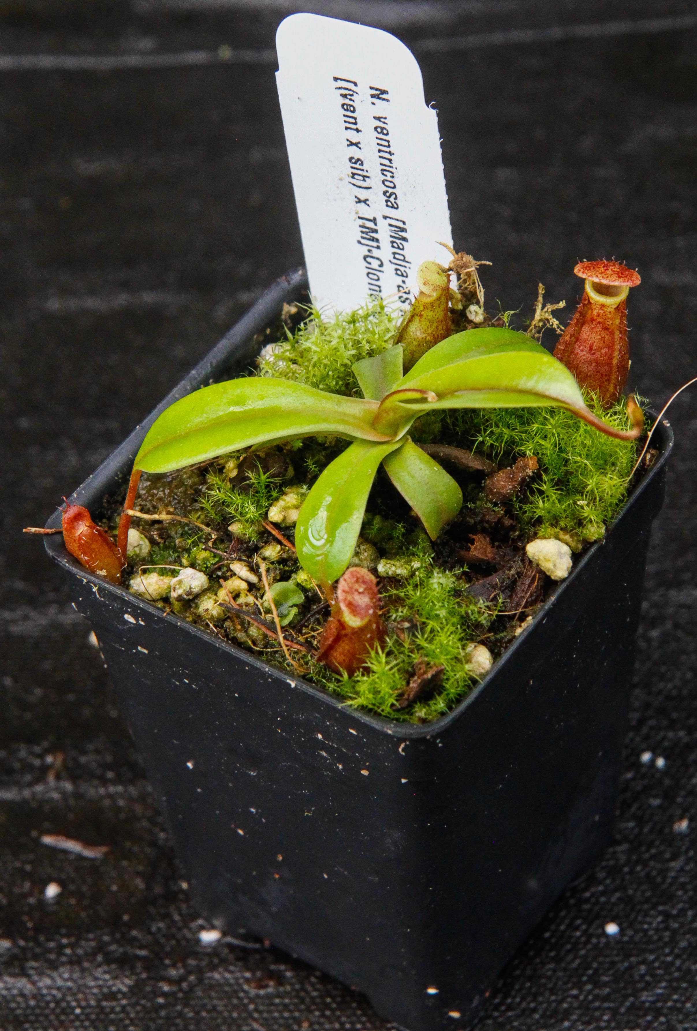 Nepenthes ventricosa Madja-as x [(ventricosa x sibuyanensis) x TM