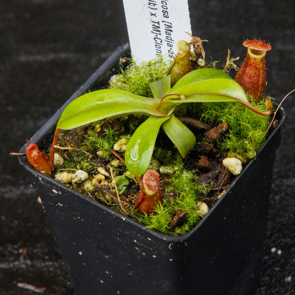 
                      
                        Nepenthes ventricosa Madja-as x [(ventricosa x sibuyanensis) x Trusmadiensis], CAR-0039
                      
                    
