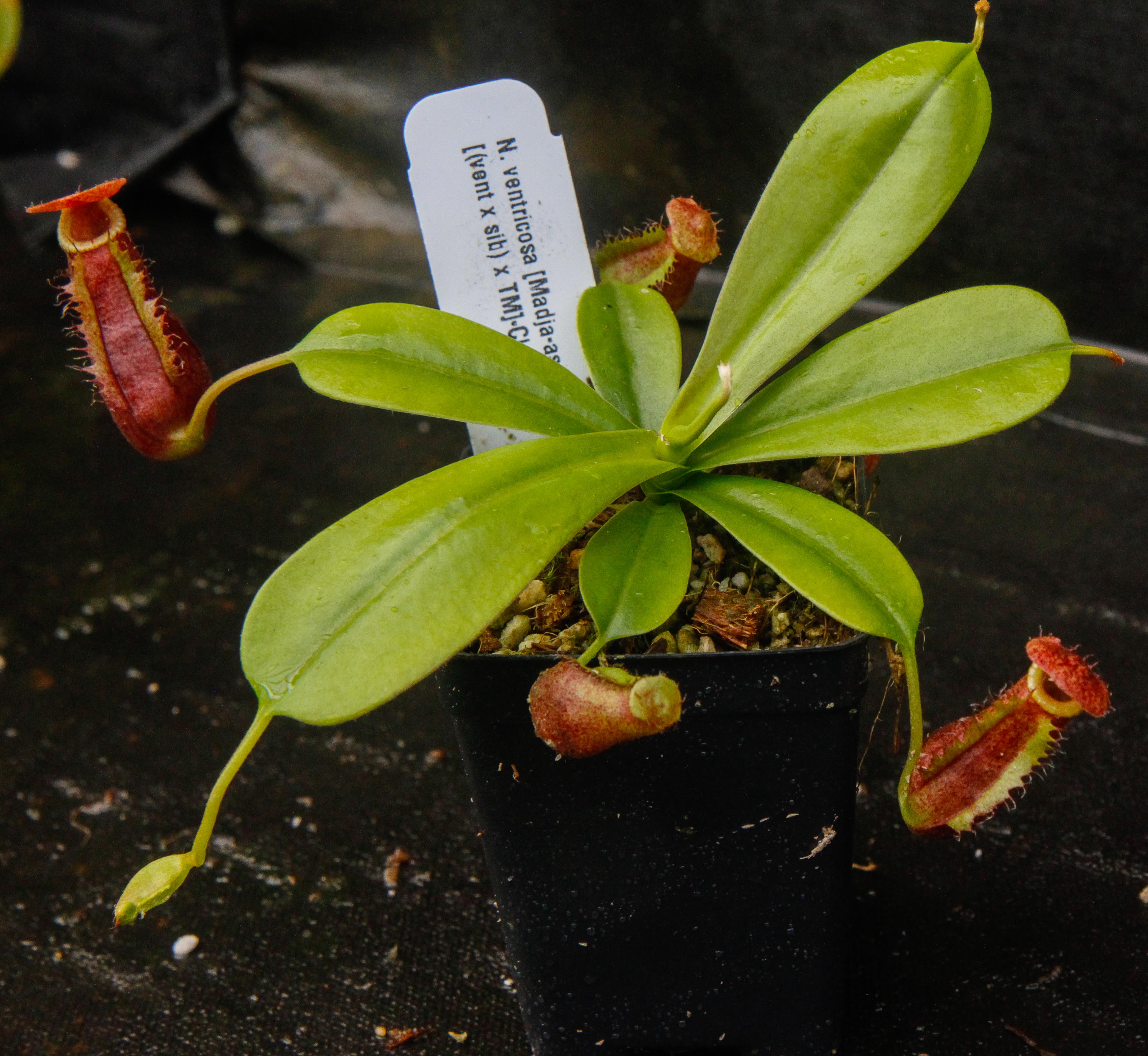 Nepenthes ventricosa Madja-as x [(ventricosa x sibuyanensis) x TM