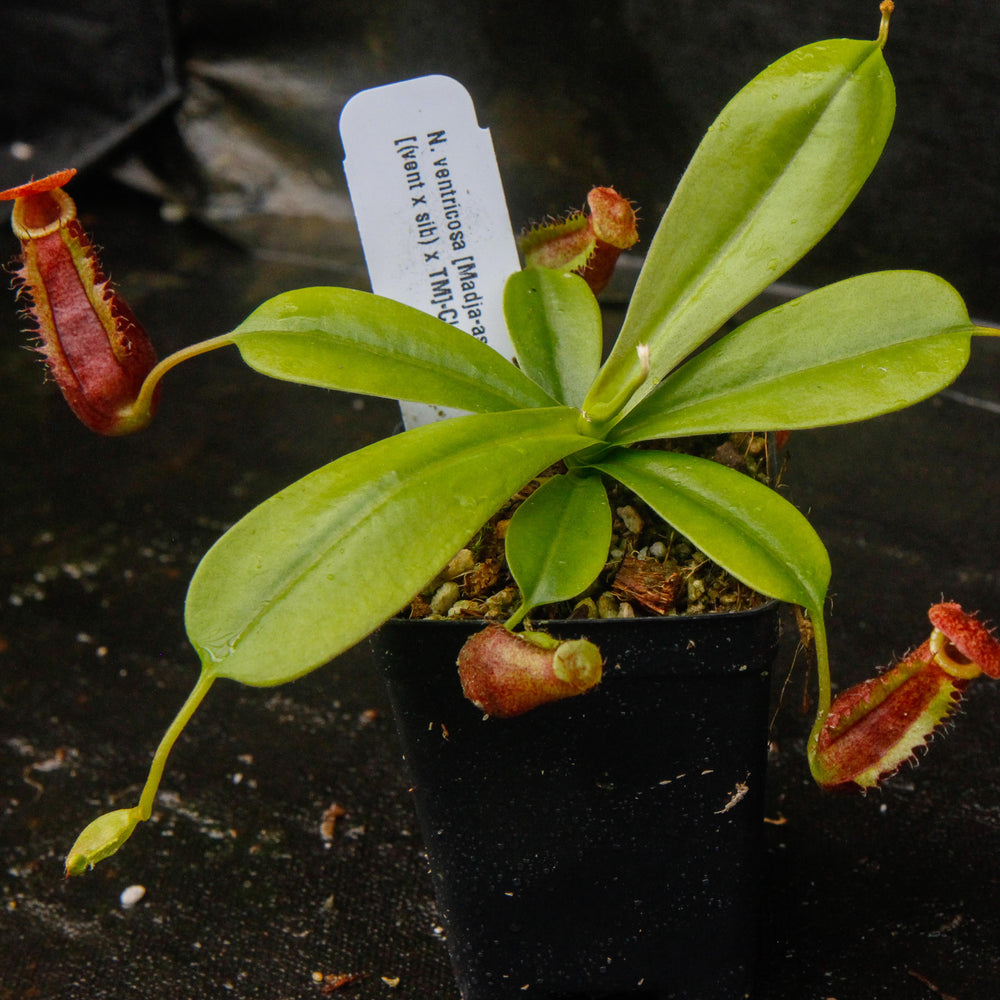 
                      
                        Nepenthes ventricosa Madja-as x [(ventricosa x sibuyanensis) x Trusmadiensis], CAR-0039
                      
                    