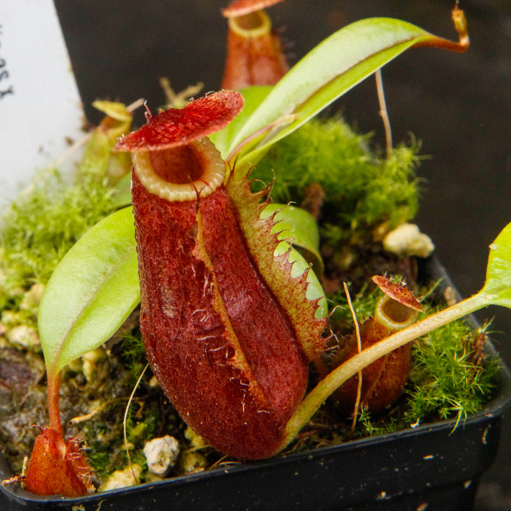 
                      
                        Nepenthes ventricosa Madja-as x [(ventricosa x sibuyanensis) x Trusmadiensis], CAR-0039
                      
                    