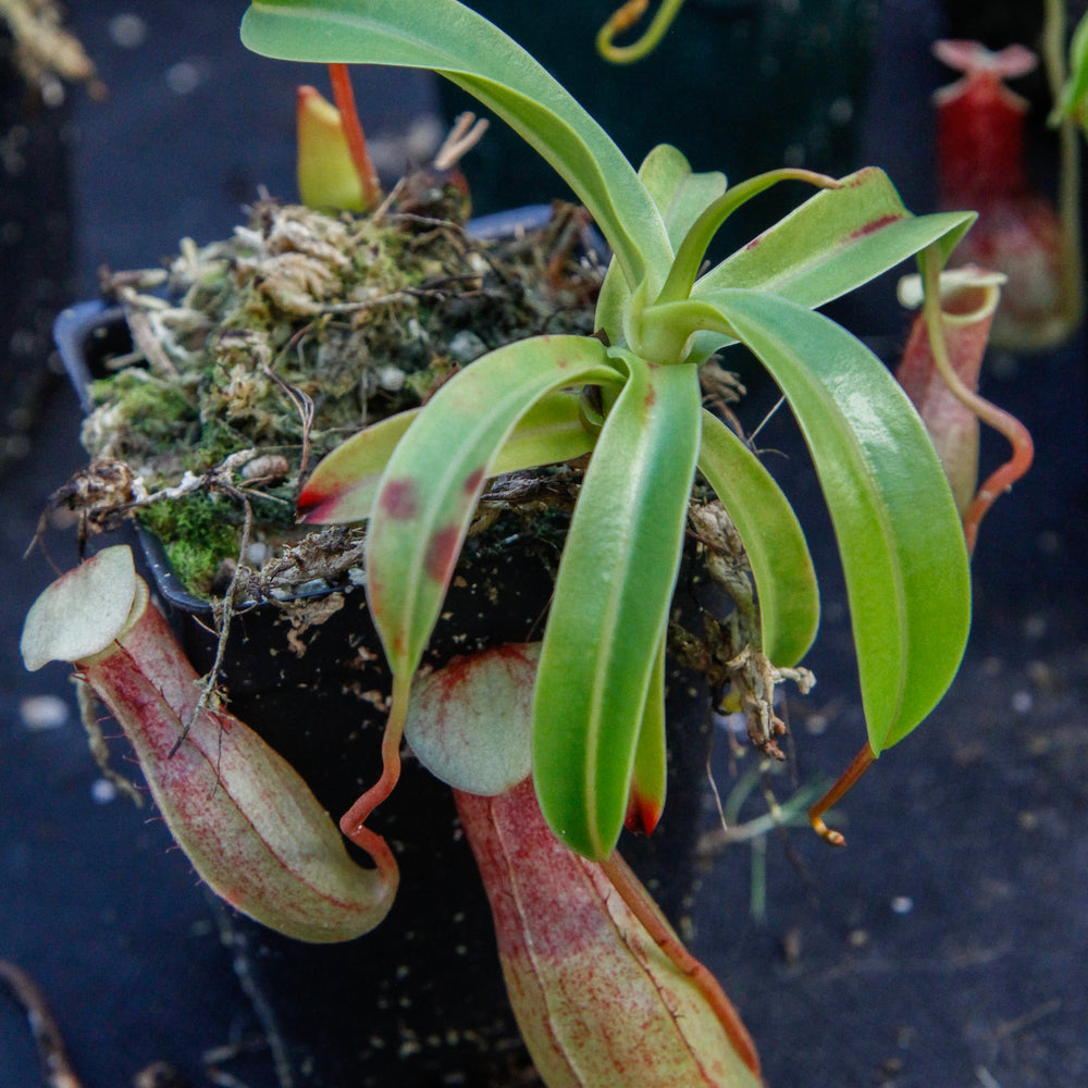 
                      
                        Nepenthes ventricosa Madja -as, BE-3278, pitcher plant, carnivorous plant, collectors plant, large pitchers, rare plants 
                      
                    