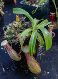 Nepenthes ventricosa Madja -as, BE-3278, pitcher plant, carnivorous plant, collectors plant, large pitchers, rare plants 