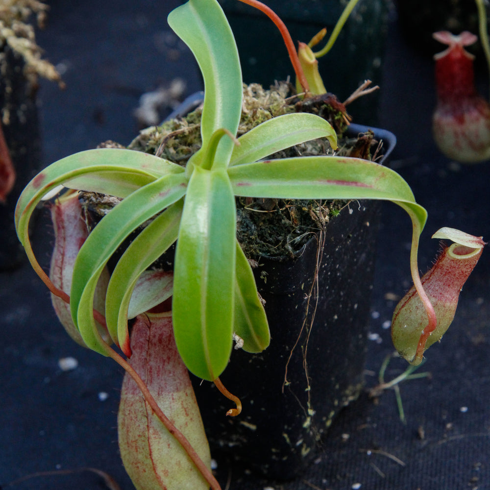 
                      
                        Nepenthes ventricosa Madja -as, BE-3278, pitcher plant, carnivorous plant, collectors plant, large pitchers, rare plants 
                      
                    
