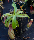 Nepenthes ventricosa Madja -as, BE-3278, pitcher plant, carnivorous plant, collectors plant, large pitchers, rare plants 