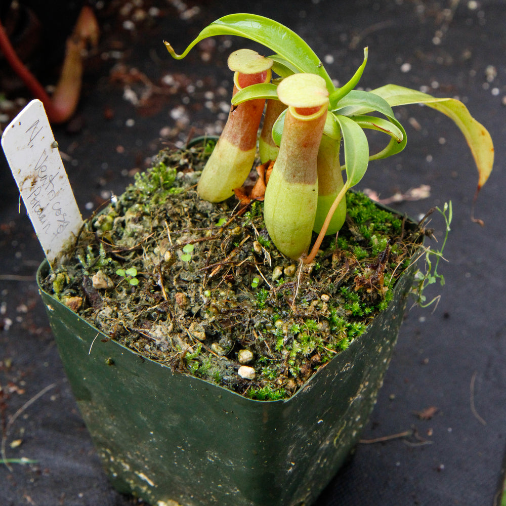 Nepenthes ventricosa "Porcelain", pitcher plant, carnivorous plant, collectors plant, large pitchers, rare plants 