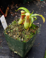 Nepenthes ventricosa "Porcelain"