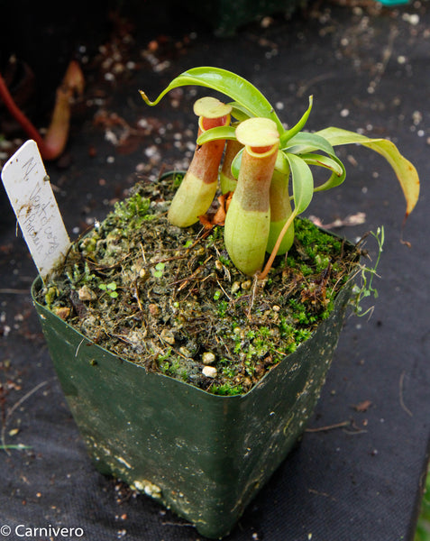 Nepenthes ventricosa "Porcelain"