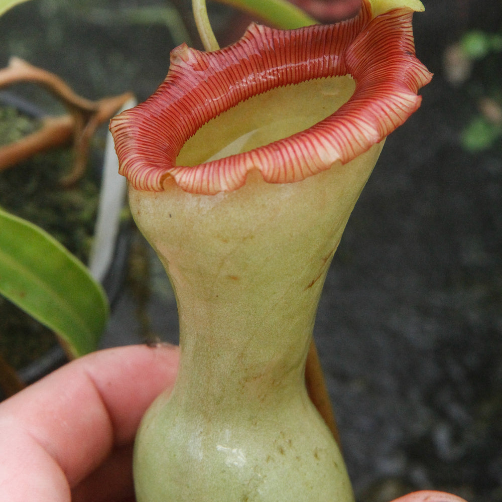 
                      
                        Nepenthes ventricosa "Porcelain", pitcher plant, carnivorous plant, collectors plant, large pitchers, rare plants 
                      
                    