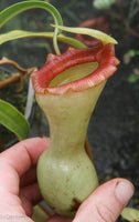 Nepenthes ventricosa "Porcelain", pitcher plant, carnivorous plant, collectors plant, large pitchers, rare plants 