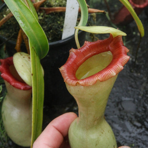 Nepenthes ventricosa Porcelain plant with several pale yellow green pitchers and bright red rims, in a mossy pot.