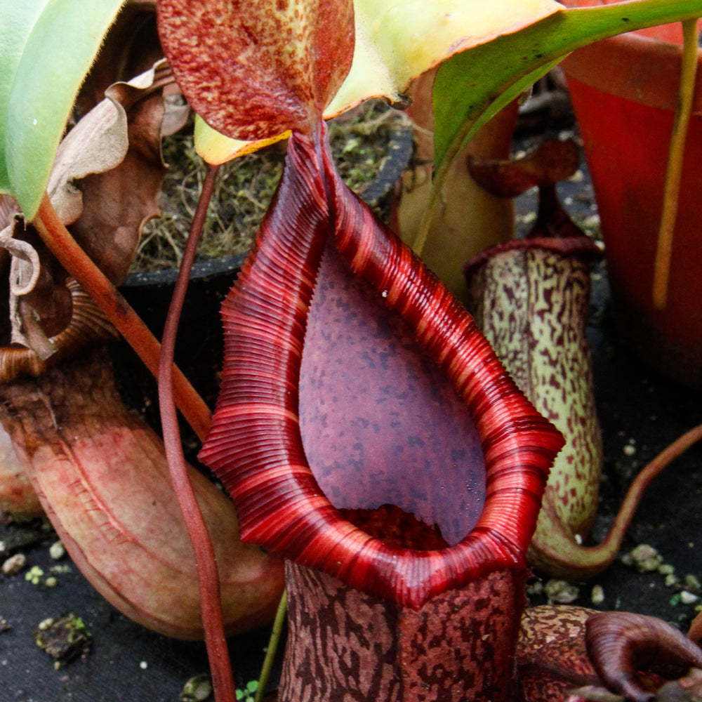 
                      
                        Nepenthes spectabilis x ventricosa, BE-3745
                      
                    