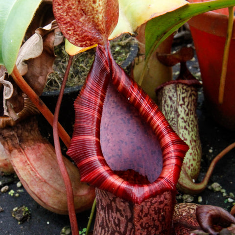Large red tubular pitcher of Nepenthes spectabilis x ventricosa BE-3745 among green leaves.