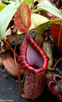 Nepenthes spectabilis x ventricosa, BE-3745