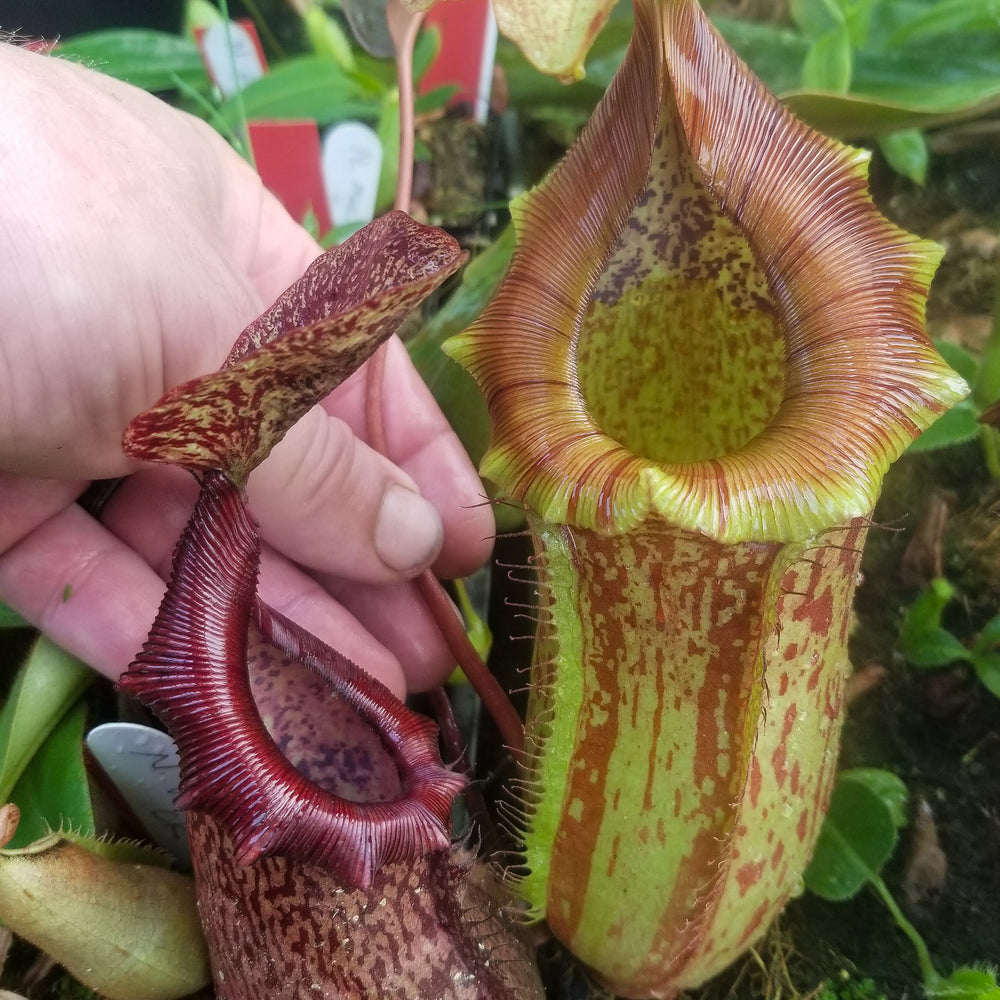 Nepenthes ventricosa Madja-as x [lowii x (northiana x veitchii)], CAR-0023