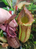 Nepenthes ventricosa Madja-as x [lowii x (northiana x veitchii)], CAR-0023