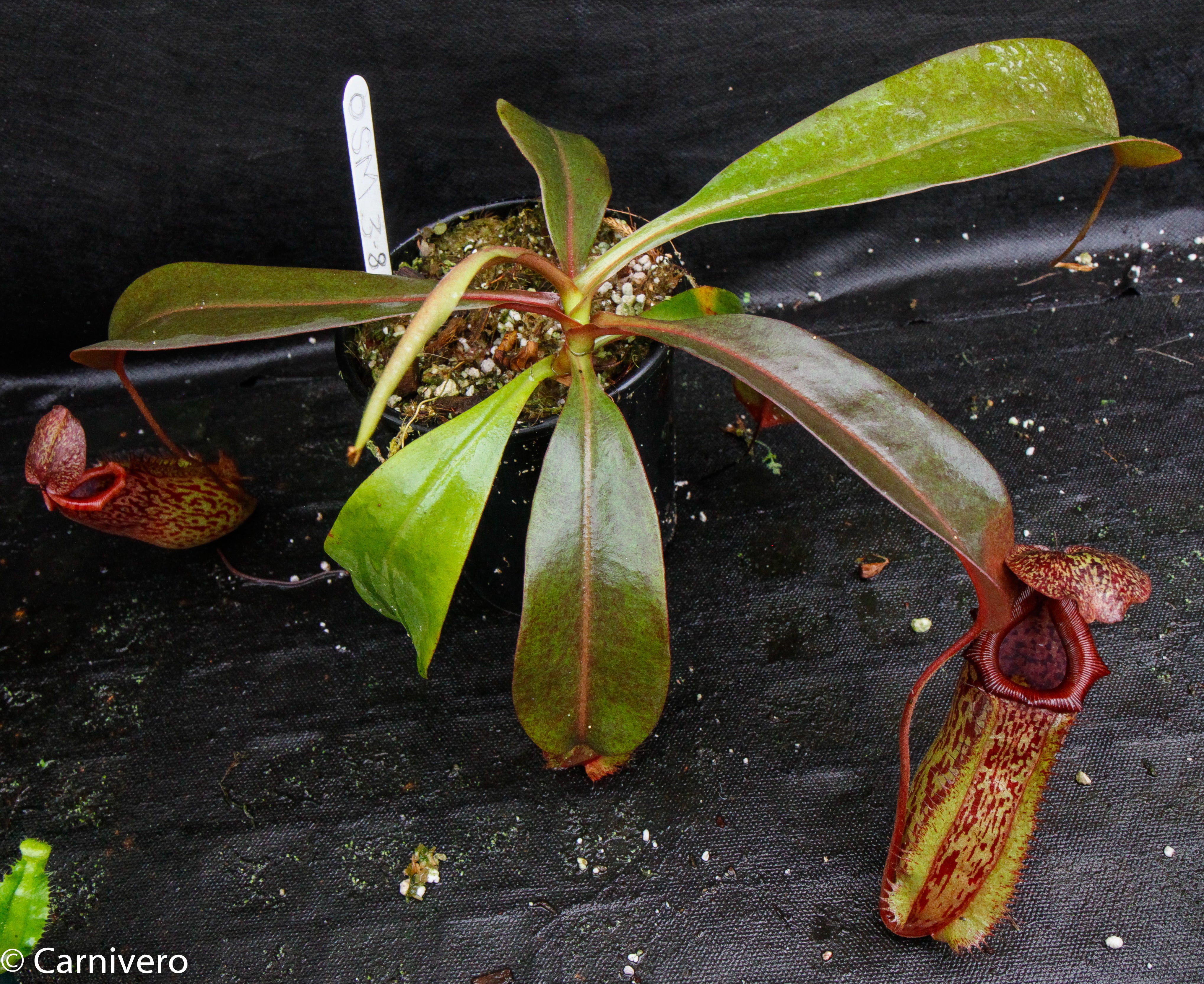 Nepenthes ventricosa Madja-as x [lowii x (northiana x veitchii