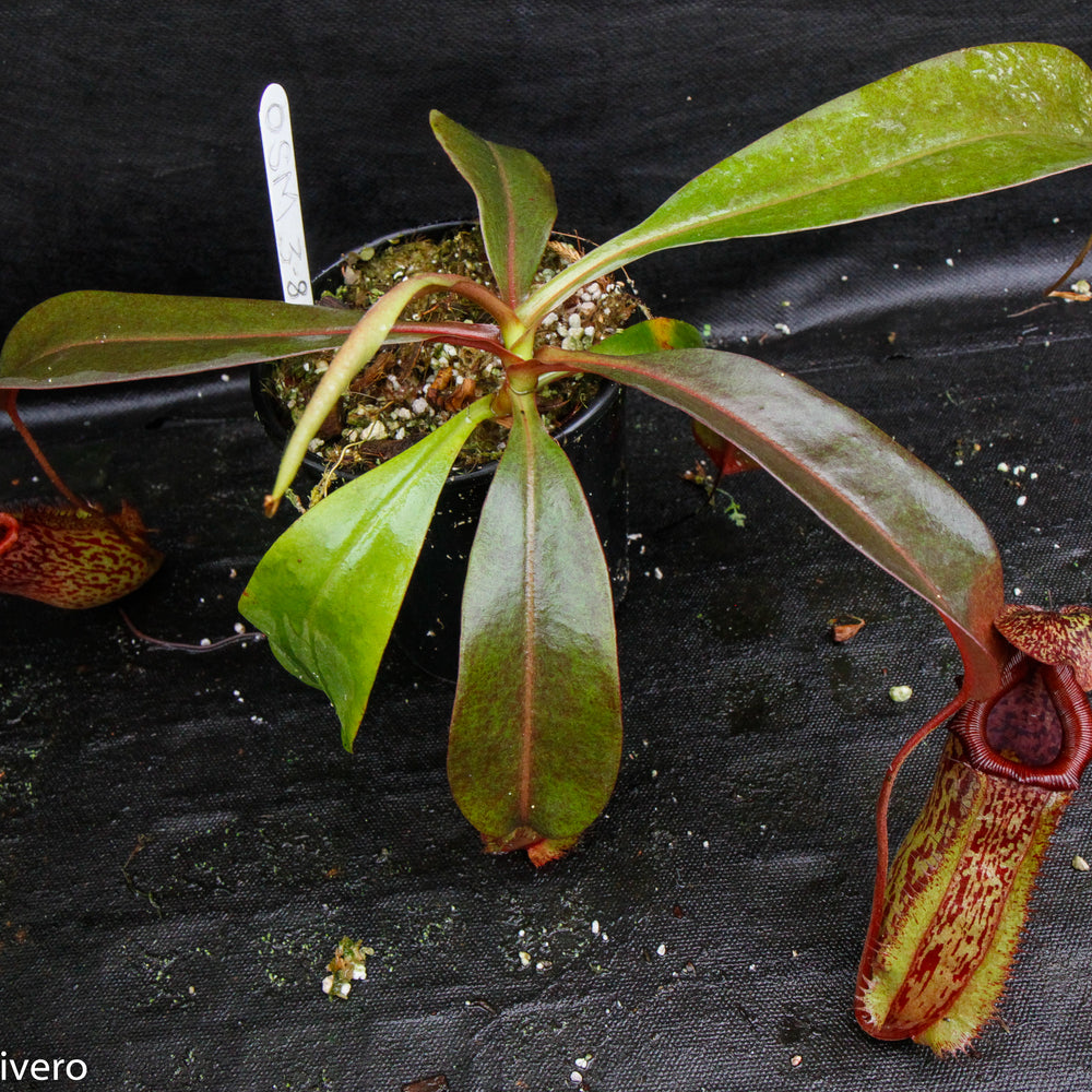 
                      
                        Nepenthes ventricosa Madja-as x [lowii x (northiana x veitchii)], CAR-0023
                      
                    
