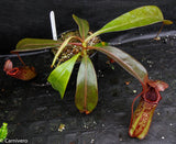 Nepenthes ventricosa Madja-as x [lowii x (northiana x veitchii)], CAR-0023